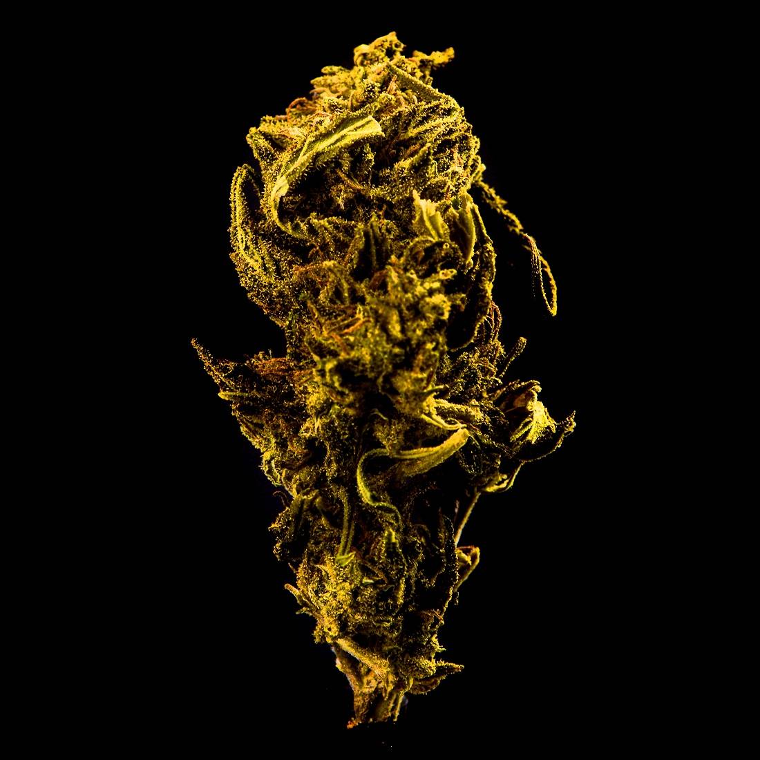 FLEURS DE CBD MAMA KANA GELATO 2G